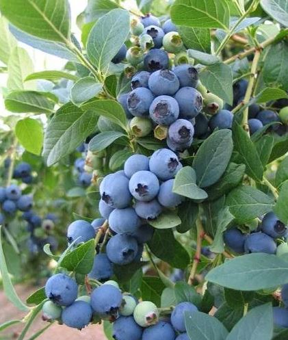 Голубика высокорослая Блюкроп